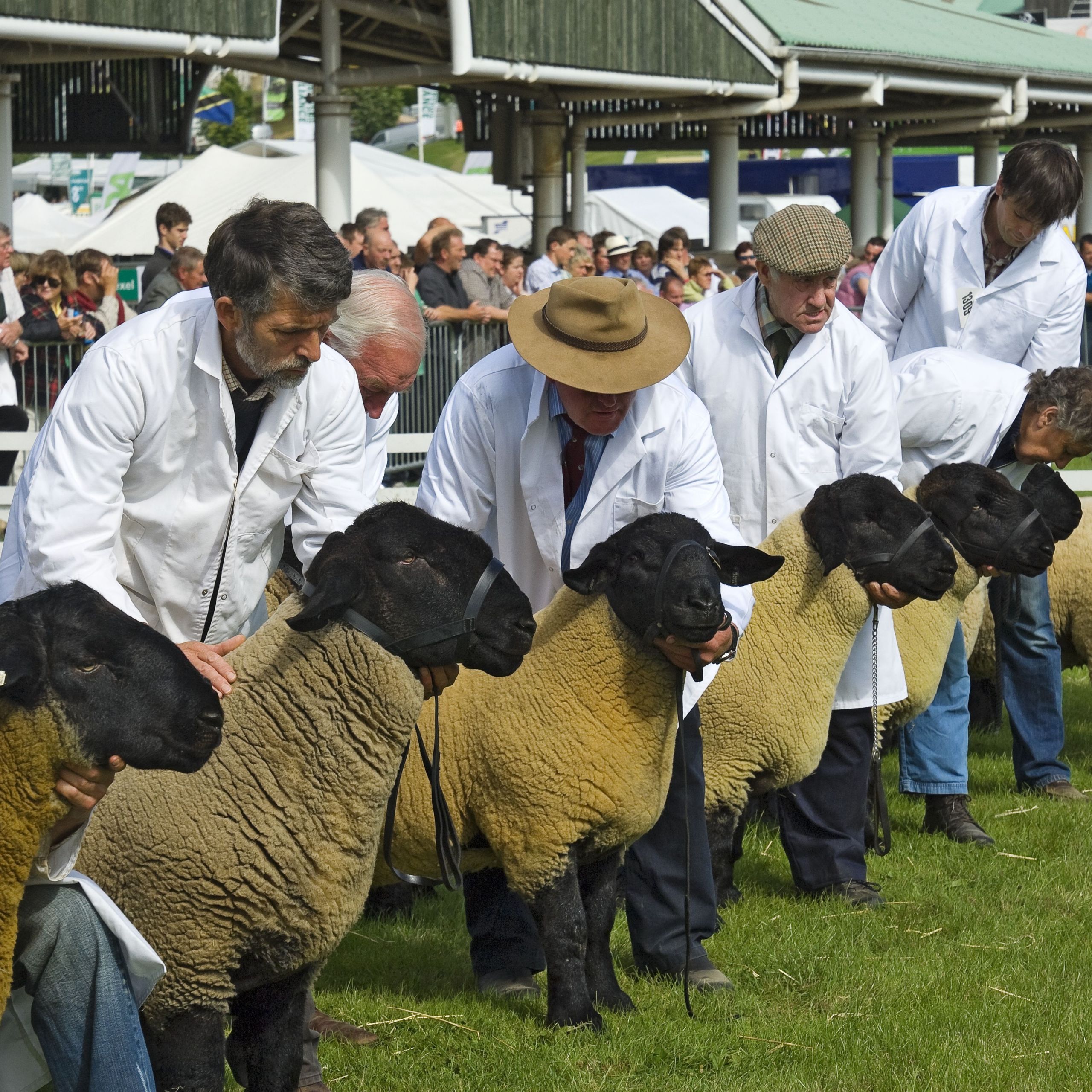 judging of suffolk sheep at the great yorkshire show a3df78c9b46beb97f