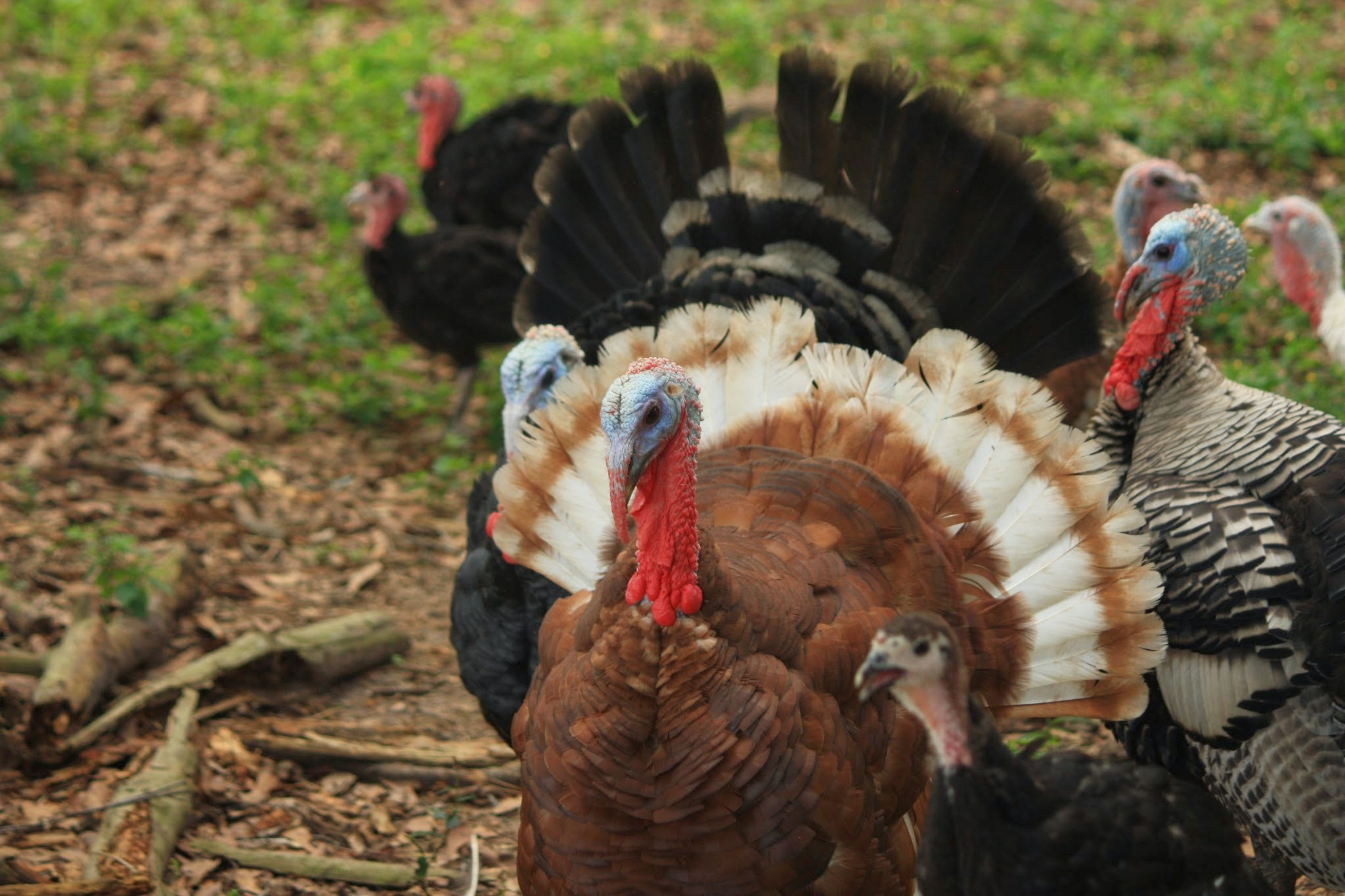 white oaks male turkey