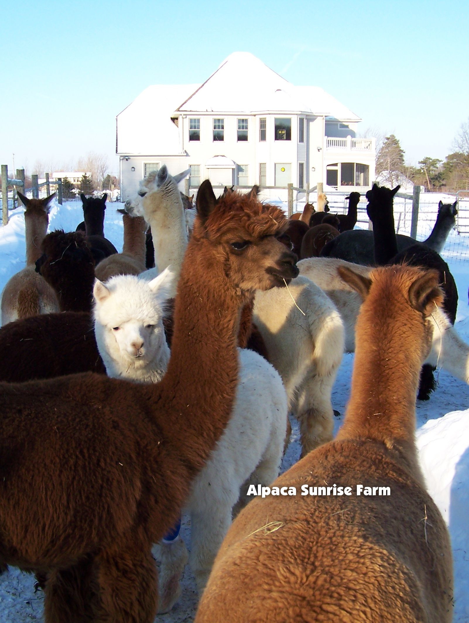 Raising Farm Animals Livestock