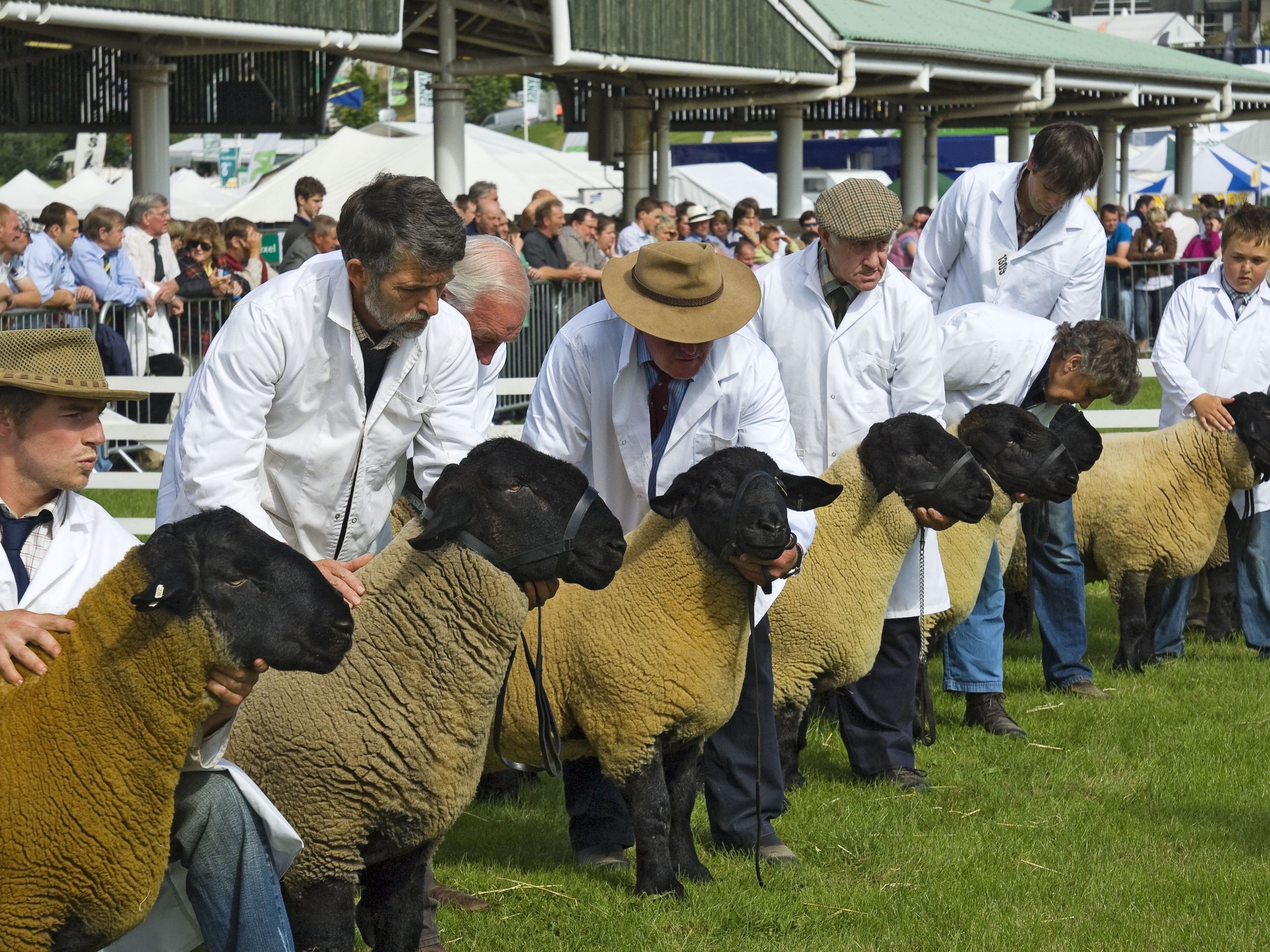 judging of suffolk sheep at the great yorkshire show a3df78c9b46beb97f