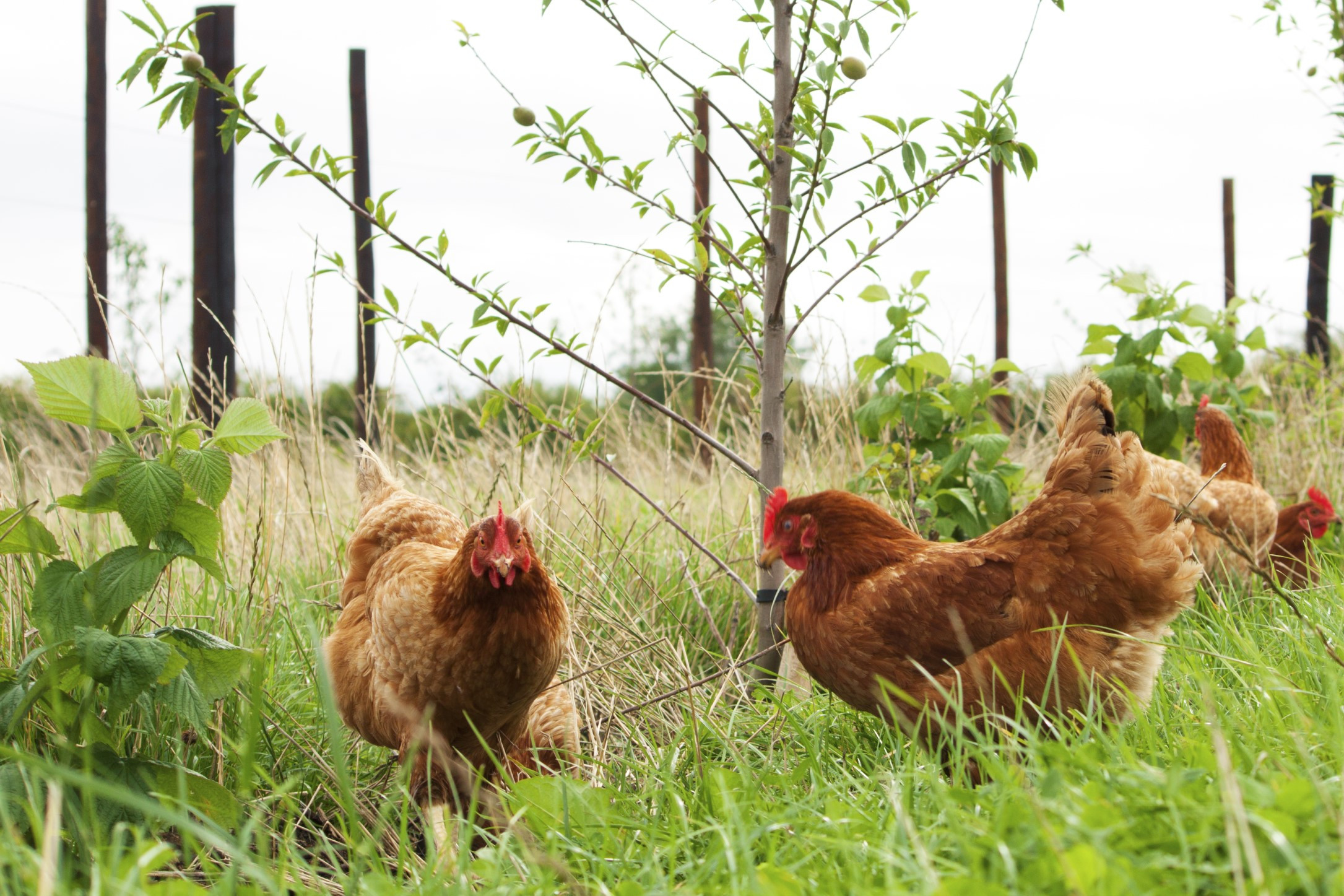 organic hens in field