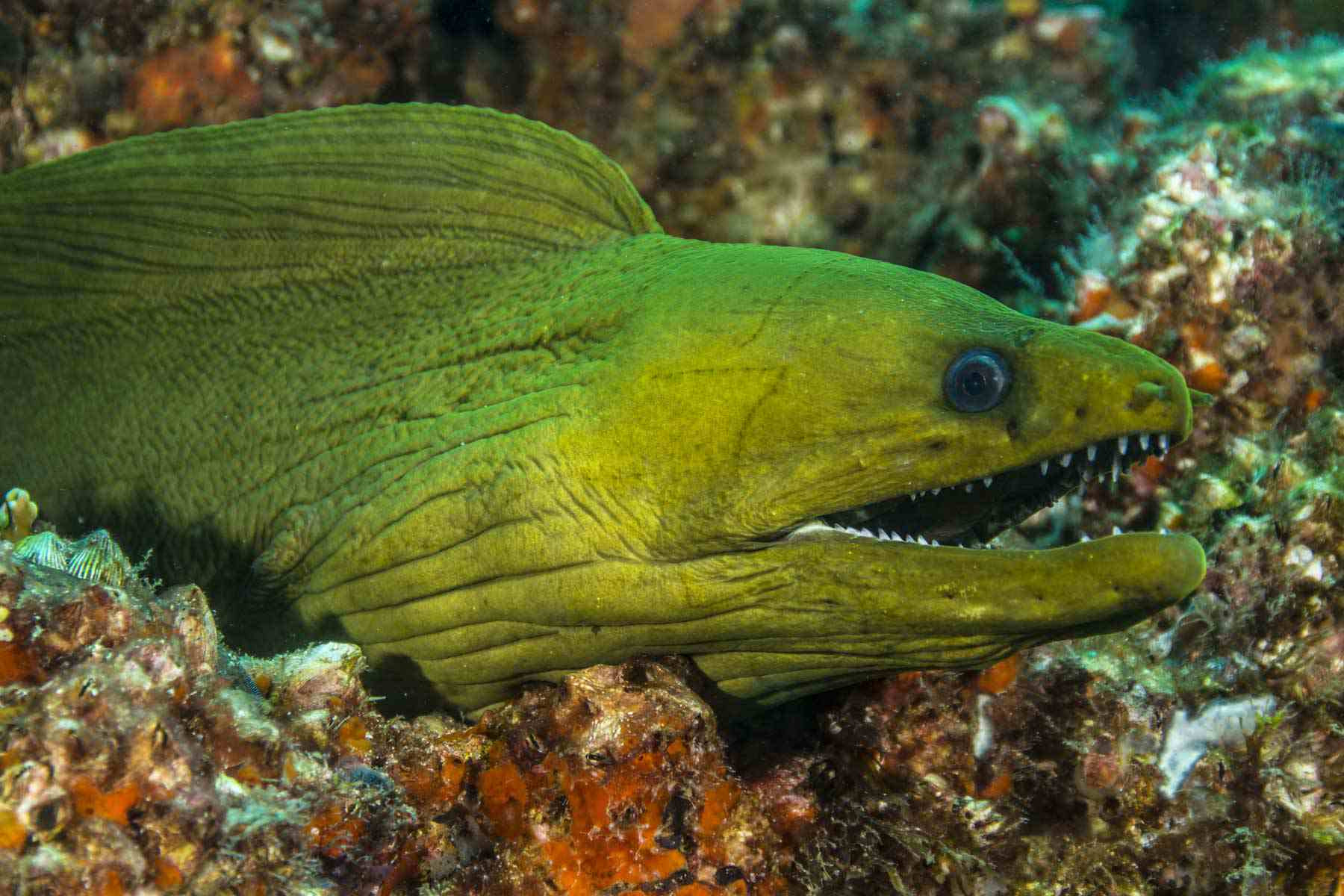 Moray eel 5c b46e0fb0001f08fe1