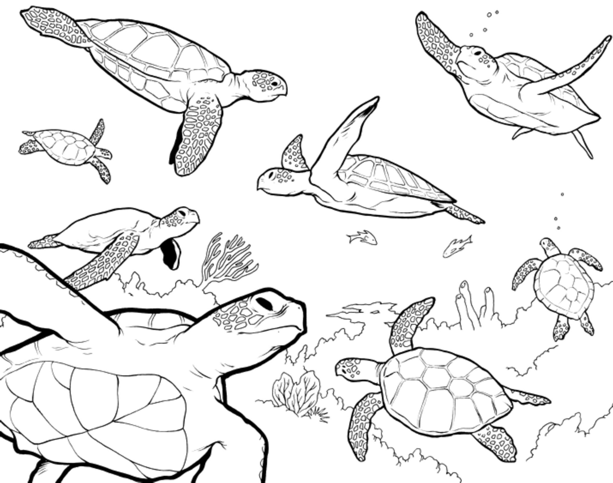 coloring page of animals for adults unique photography sea animals coloring sheets new sea animal to color lovely new od of coloring page of animals for adults