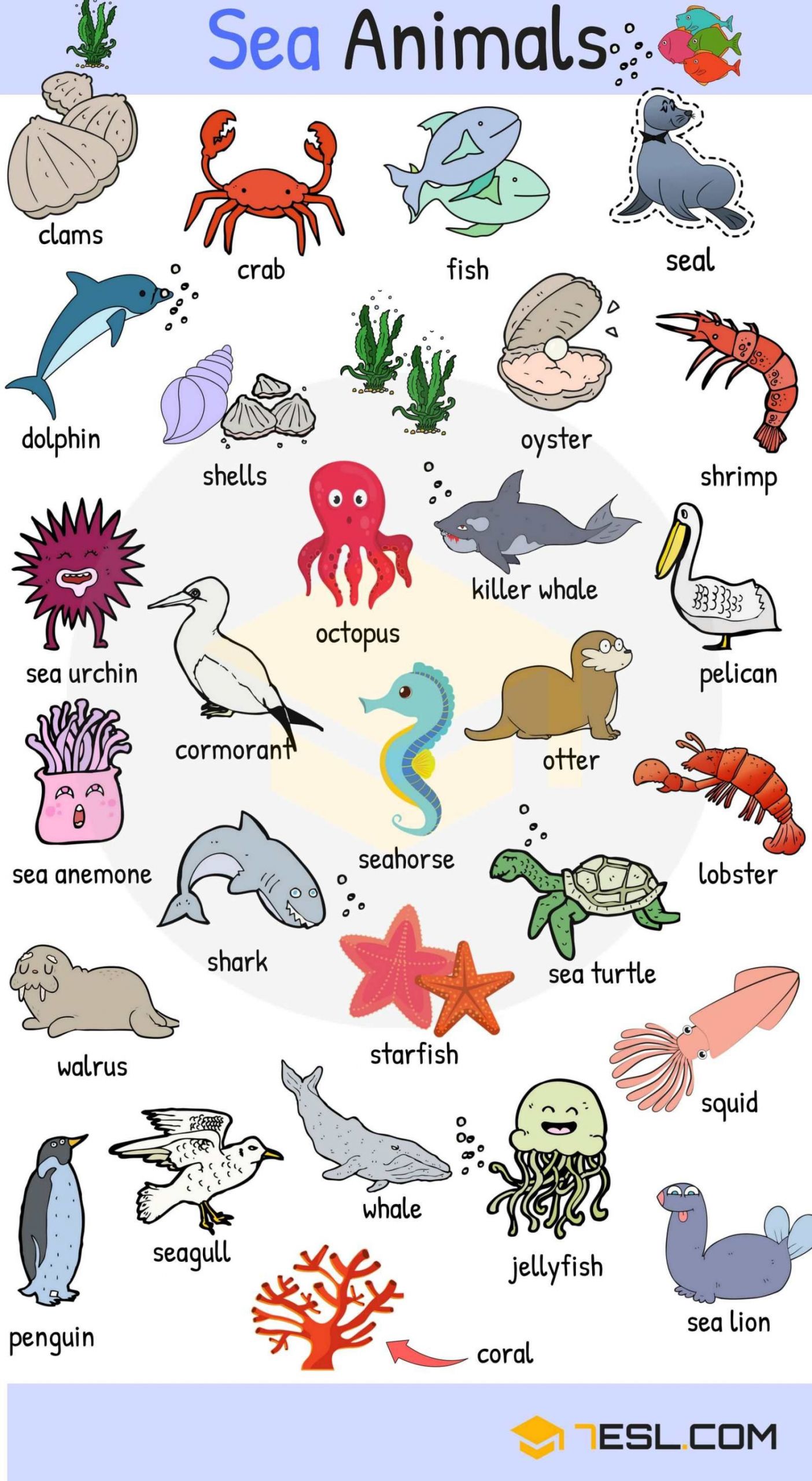 Sea Animals Worksheets