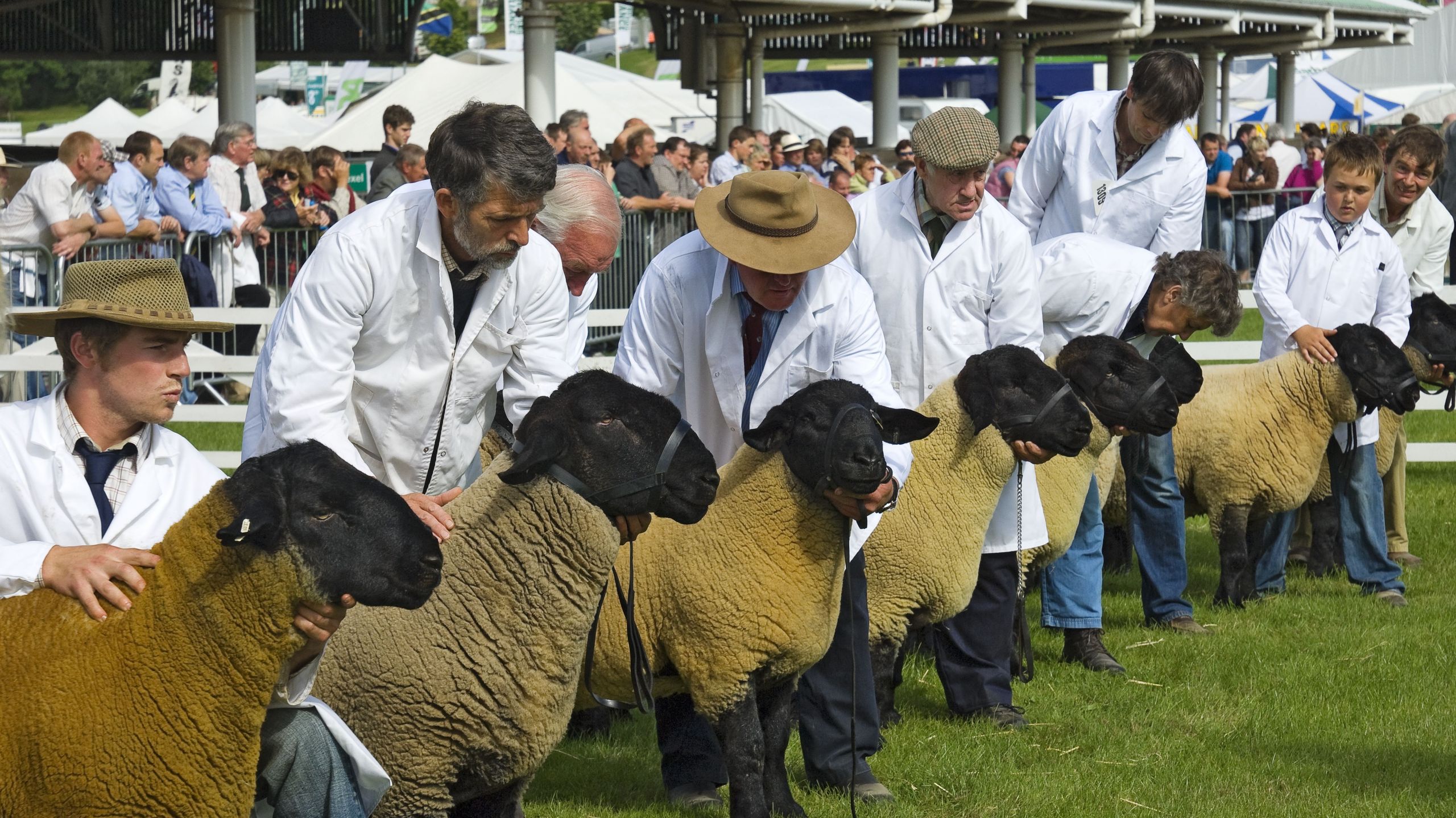 judging of suffolk sheep at the great yorkshire show a3df78c9b46beb97f