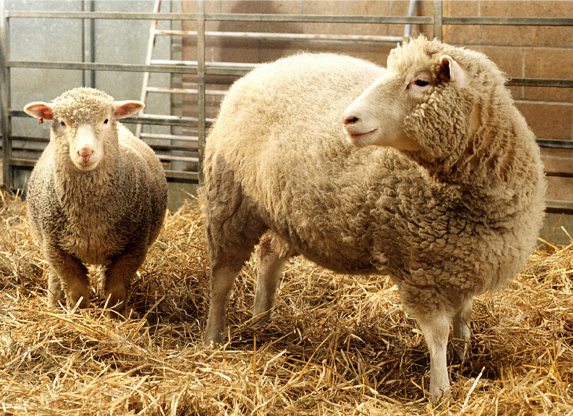 Sheep Food Farm Animals