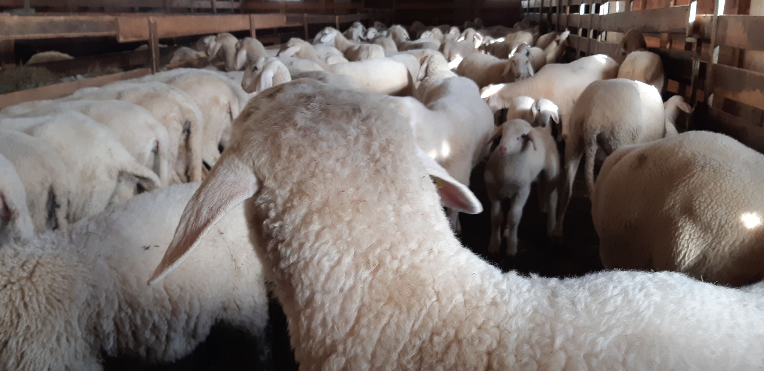 Sheep Raising Farm Animals