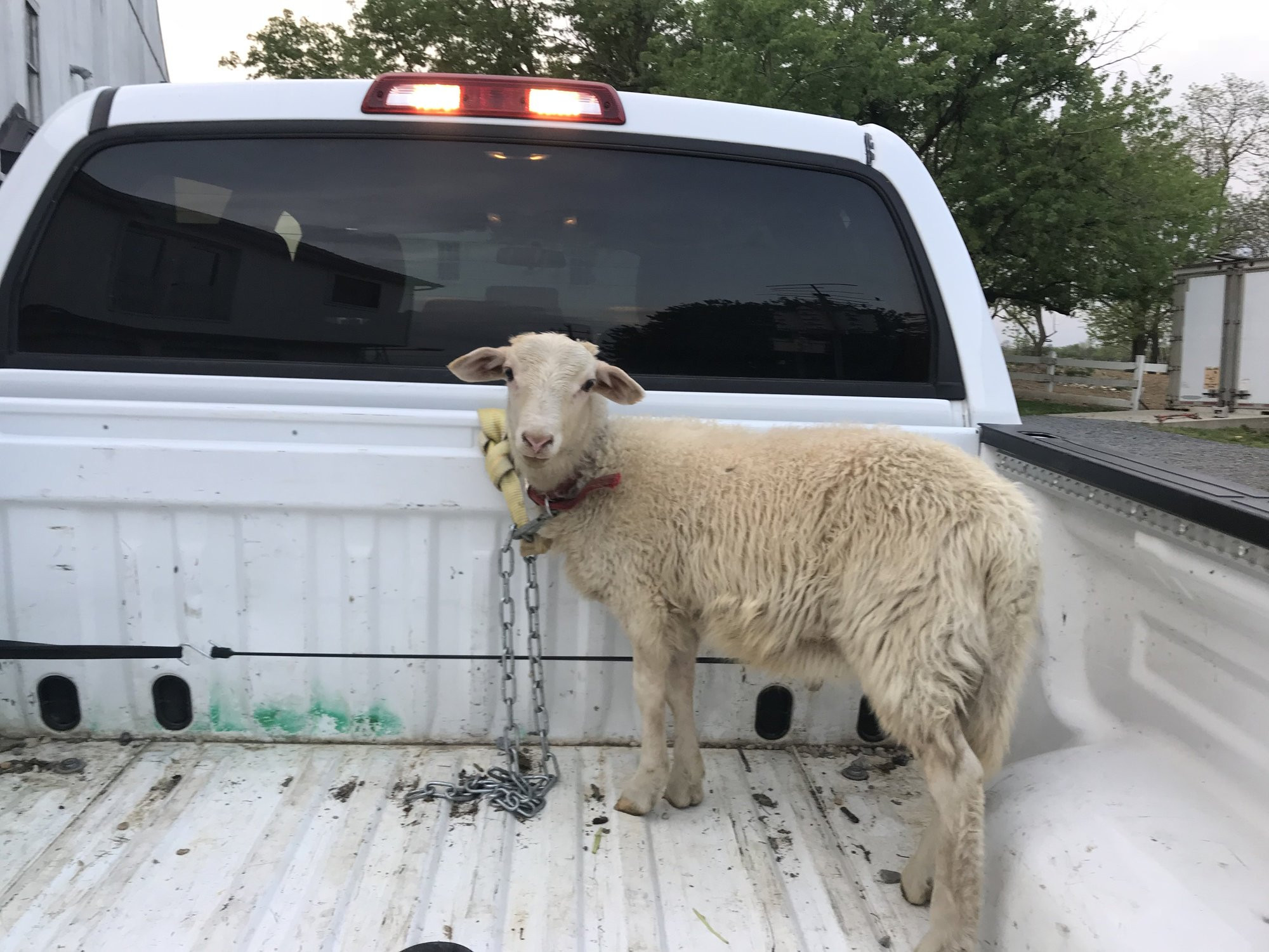 Sheep Raising Farm Animals