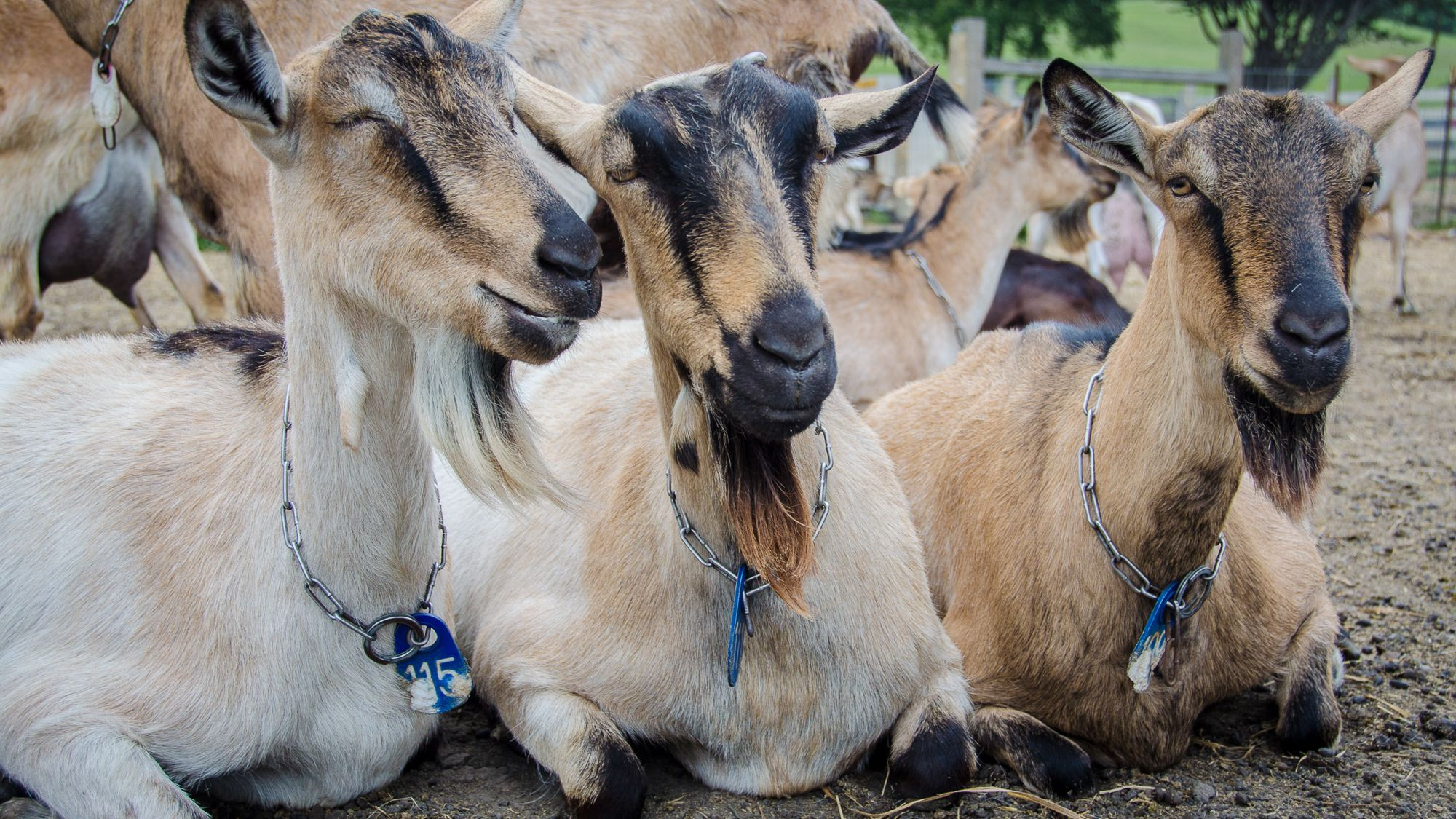 Sheep Treats Farm Animals