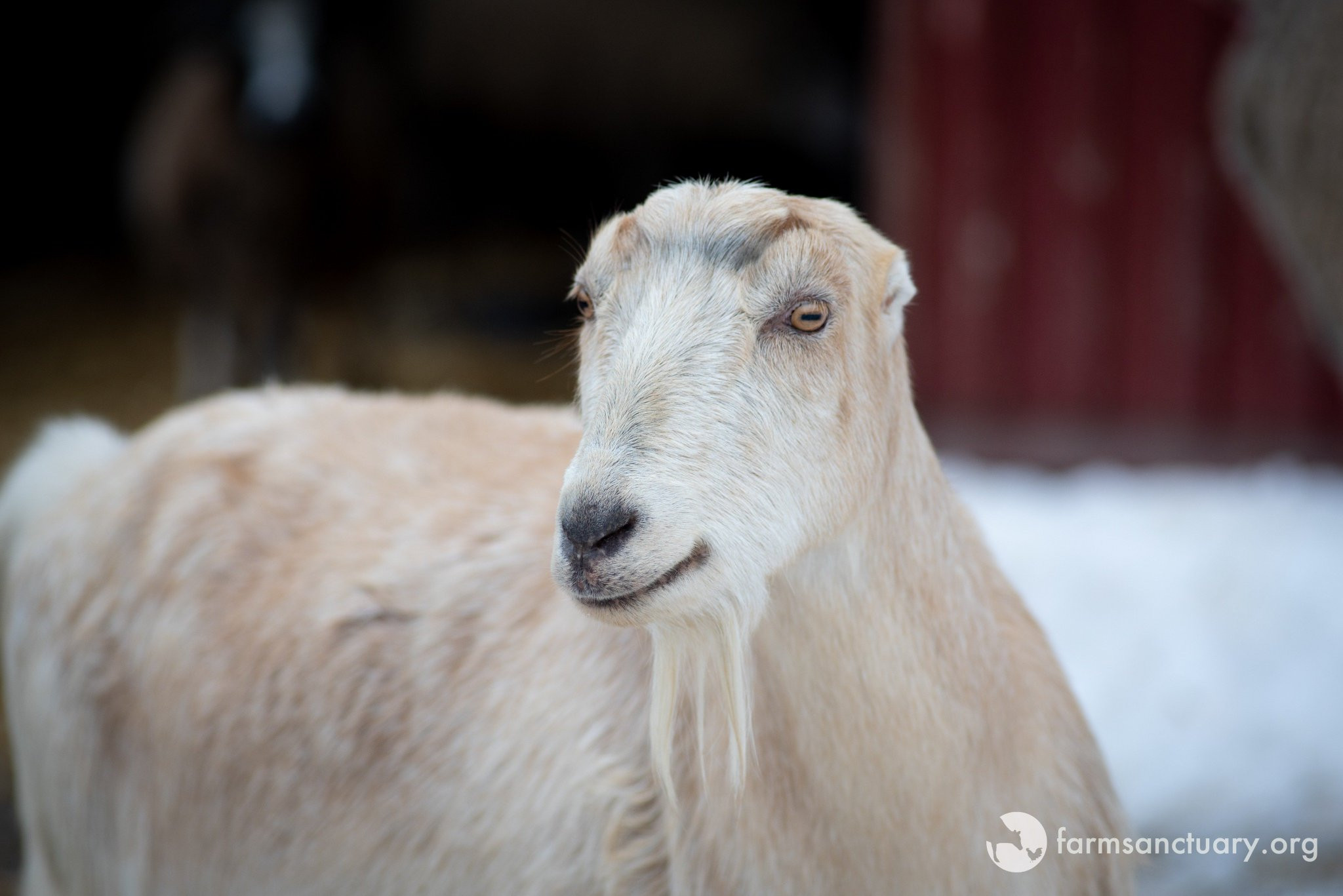 Sheep Treats Farm Animals