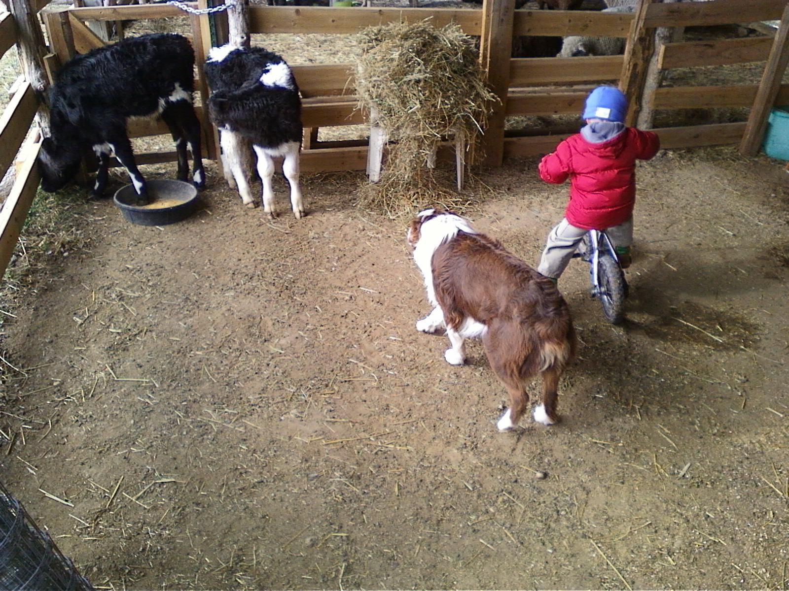 Sheep Wallpaper Farm Animals