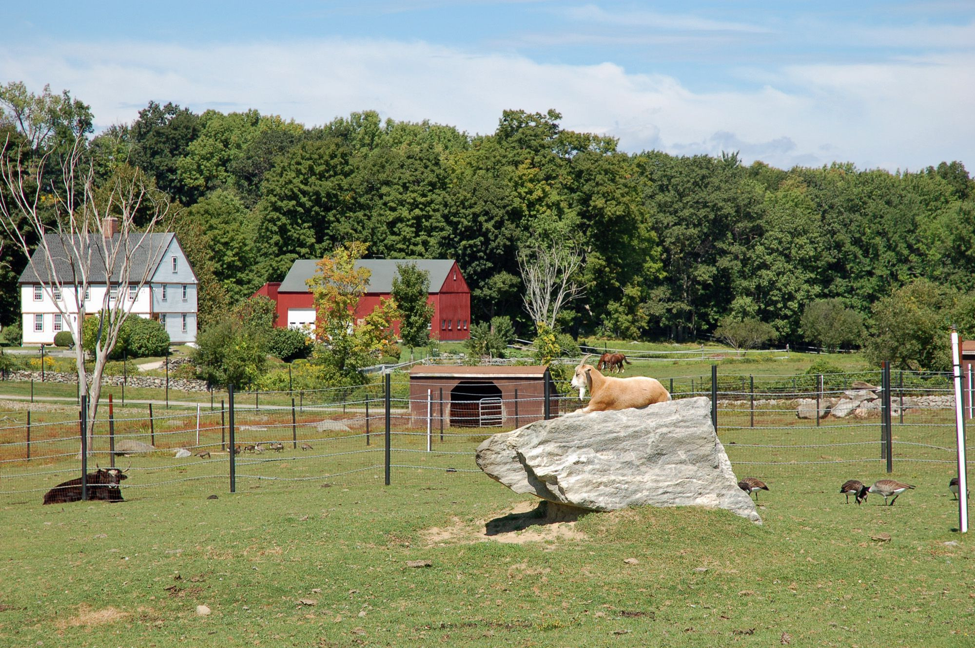 Small Backyard Farm Animals