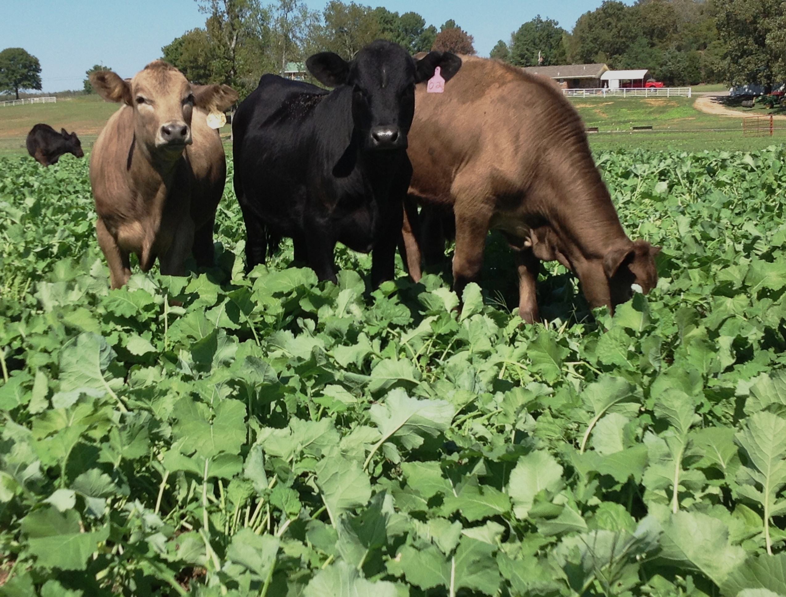 Small Backyard Farm Animals