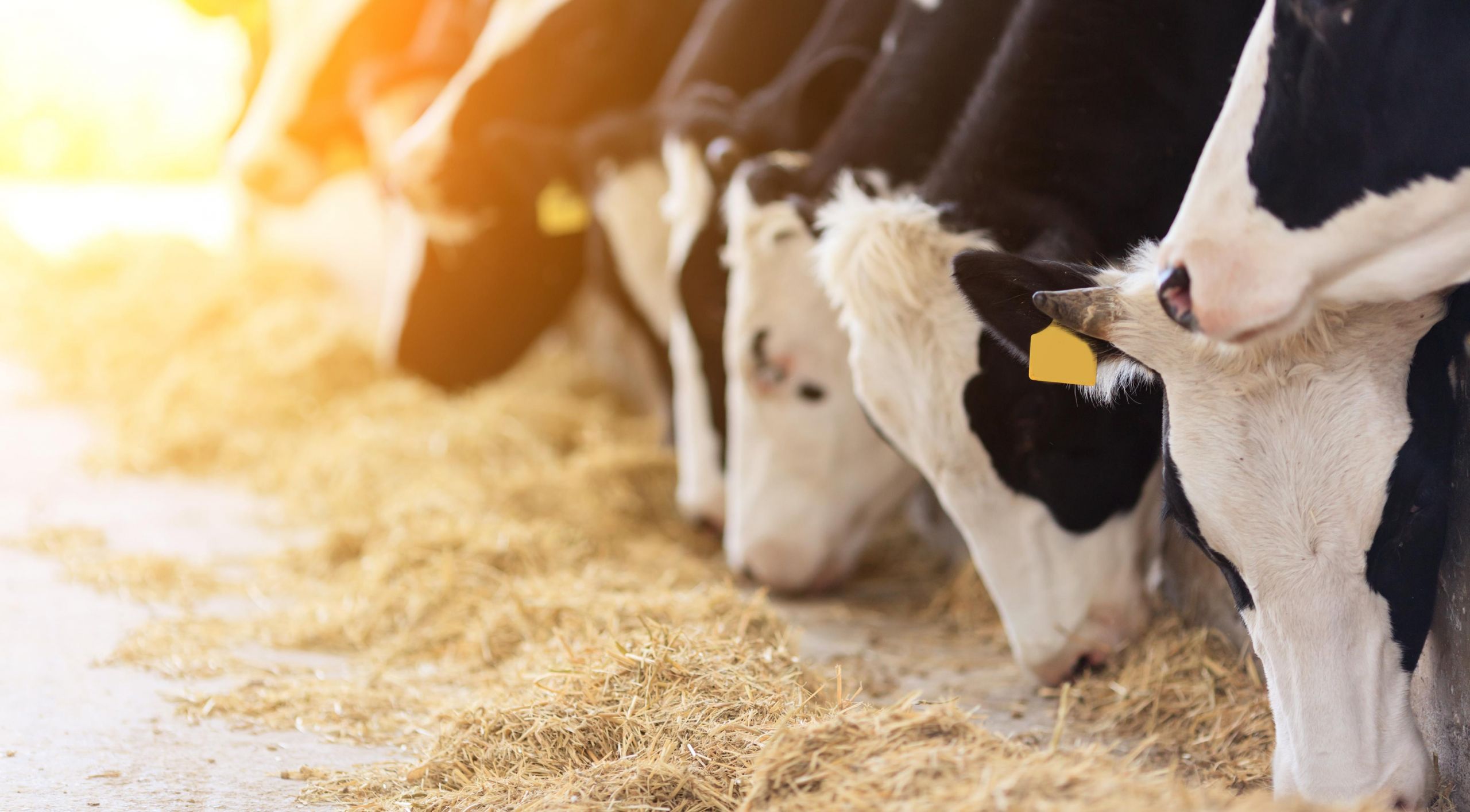 cows feeding istock 0 374 3864 2508