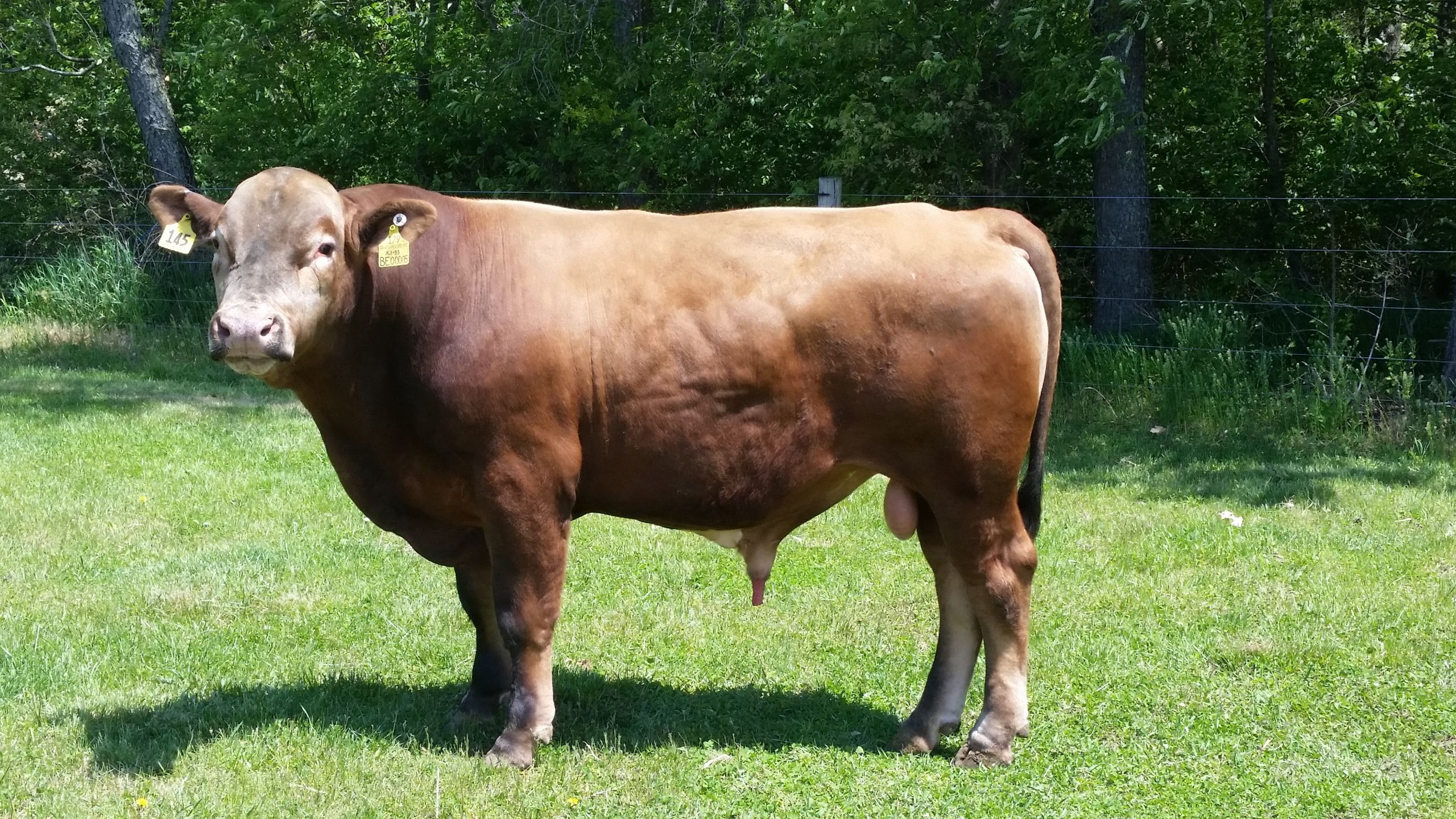 XJ B1 Beefalo