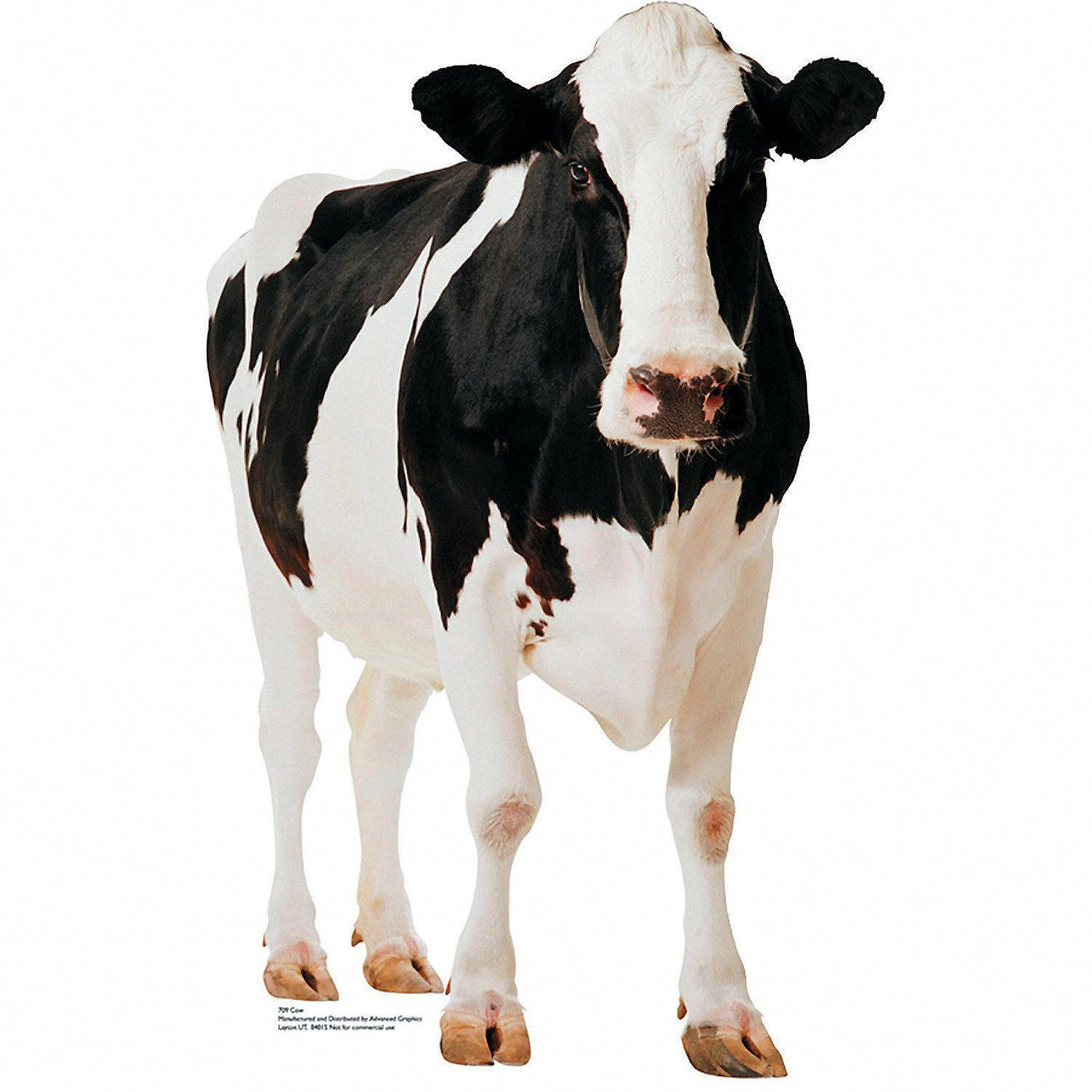 Types Of Cows Farm Animals