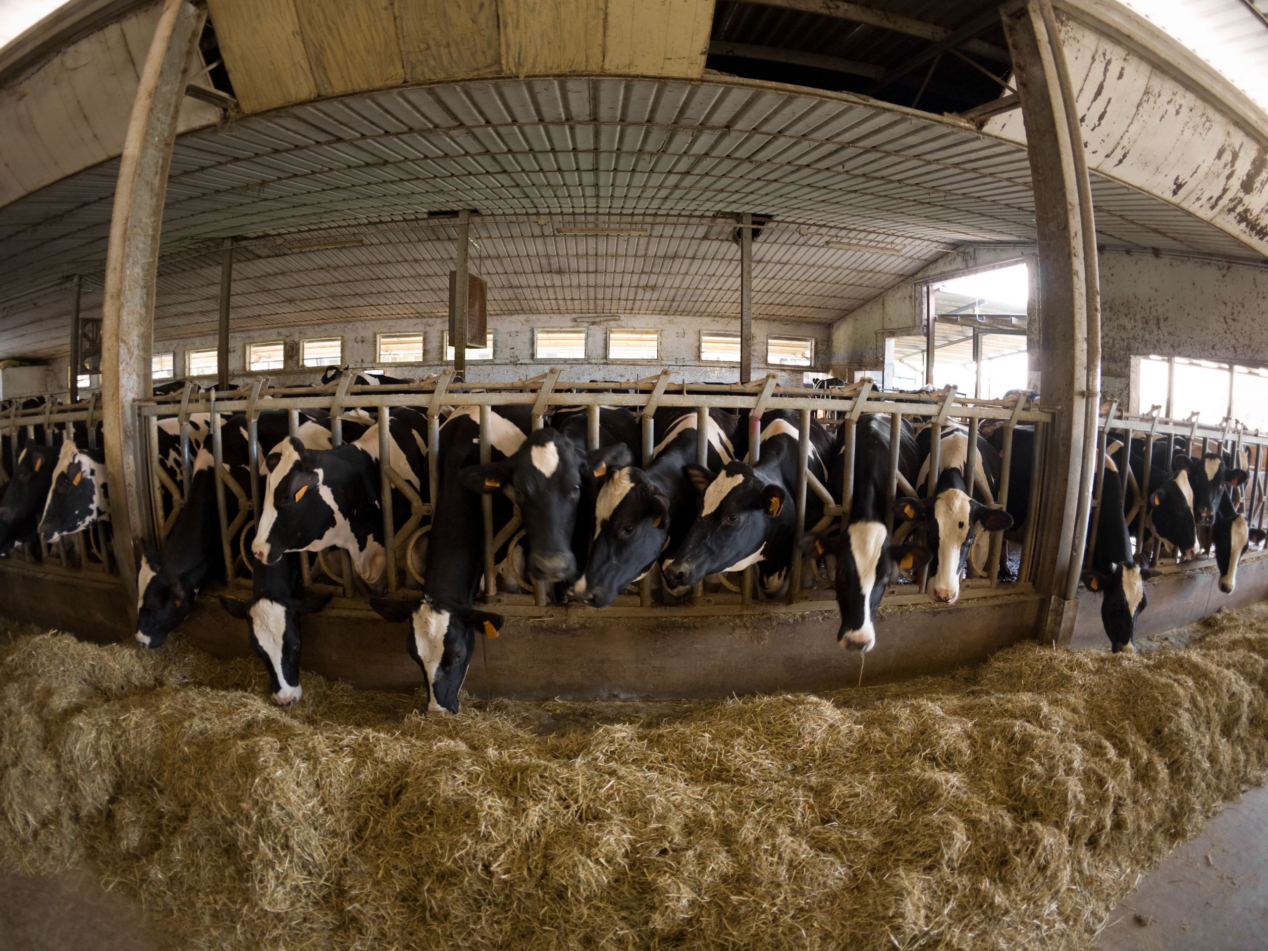 fisheye photo of cow breeding e83df78caebcf97b10