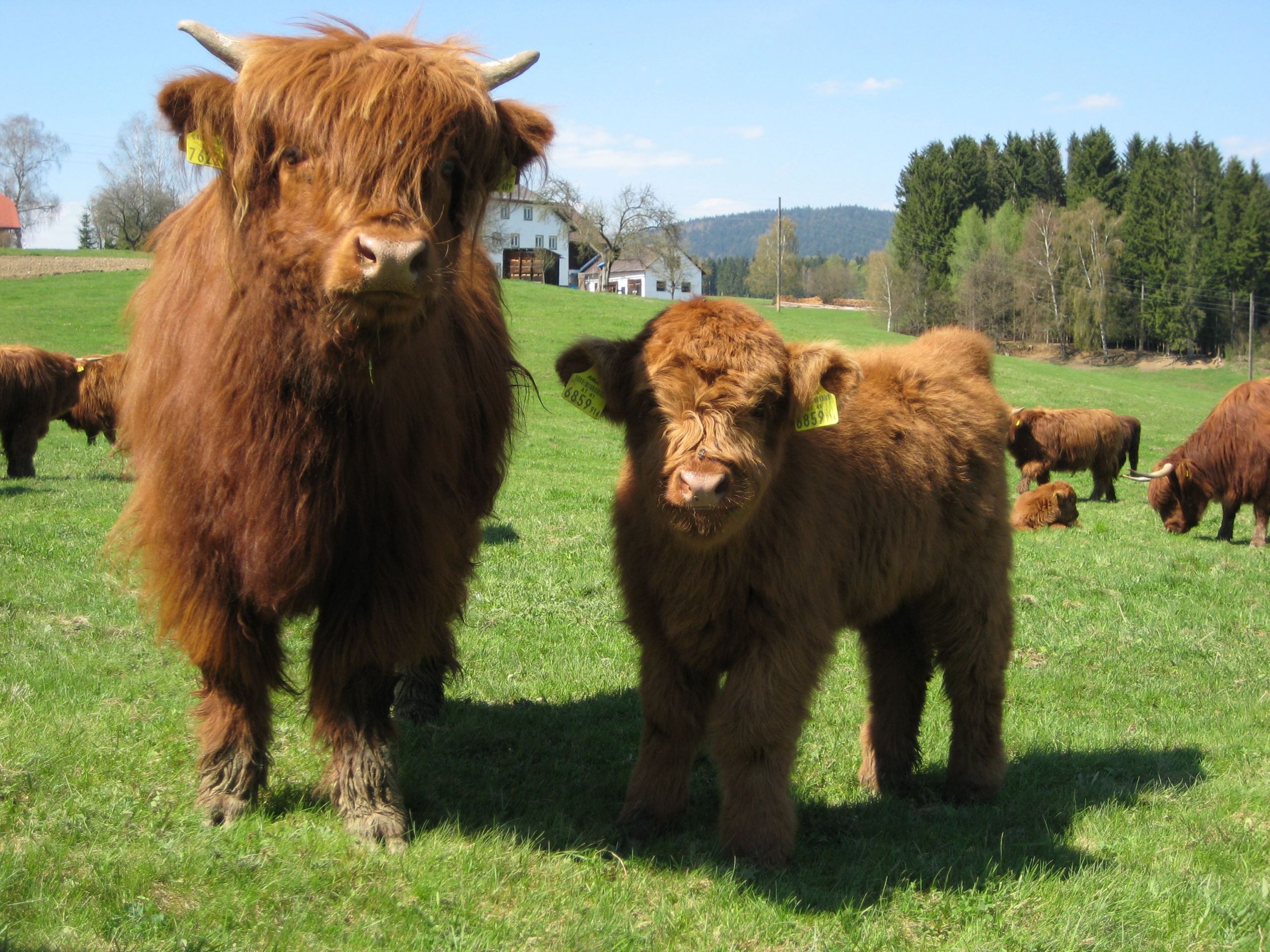 Types Of Cows Farm Animals