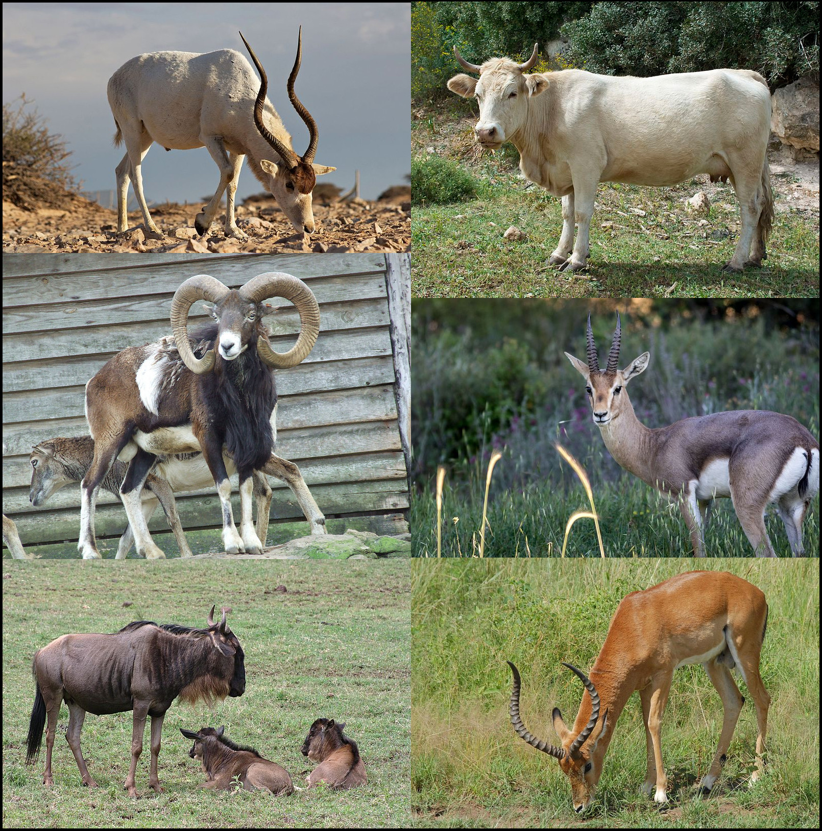 Types Of Cows Farm Animals