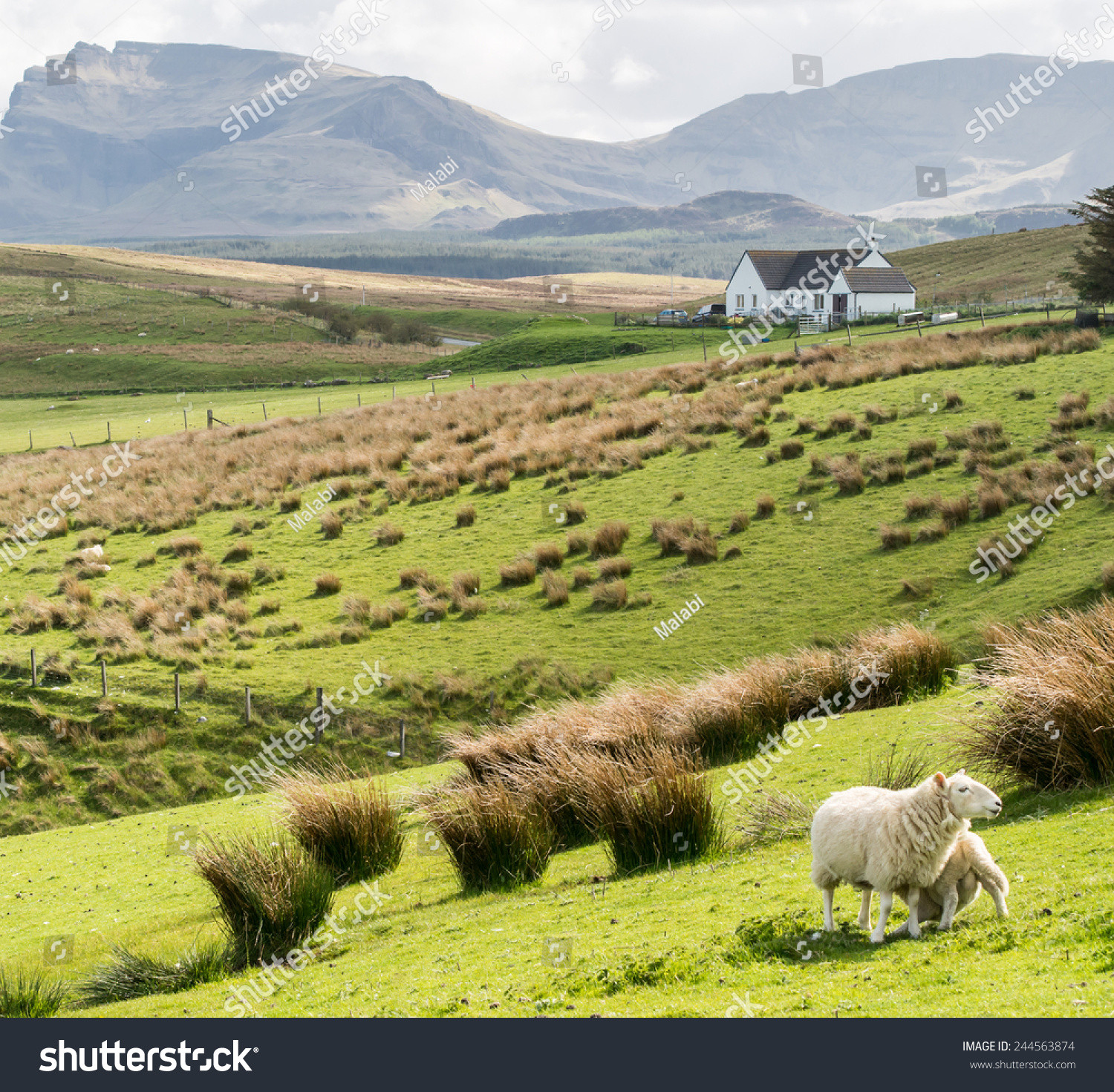 stock photo green meadows with sheep and white cottage in the background on the isle od skye highlands