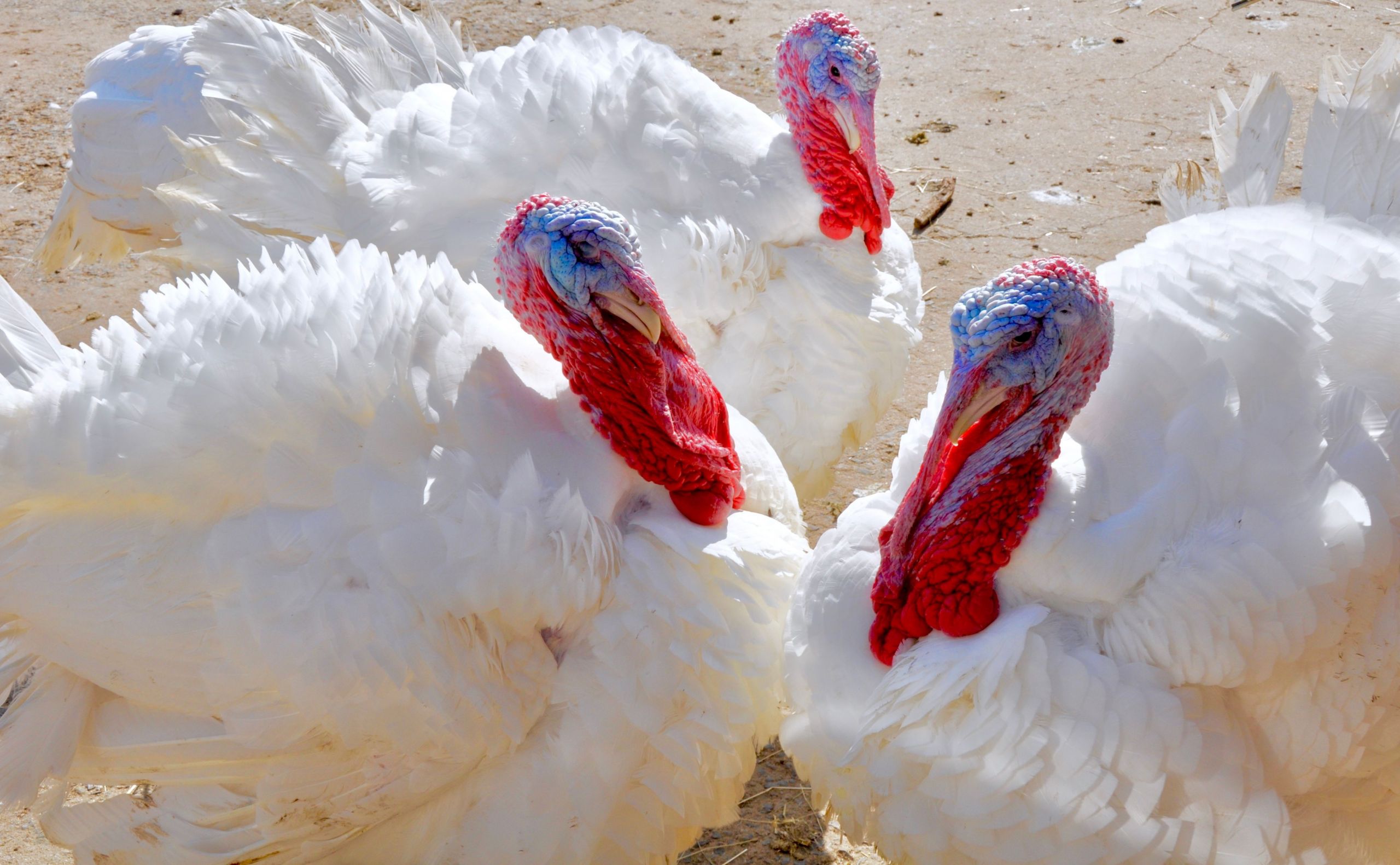 close up of turkeys at poultry farm 599f2f de c