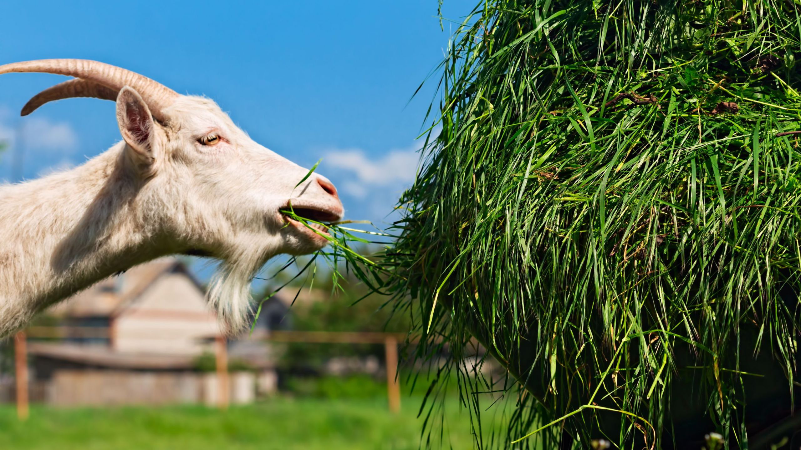 Goat feeding Getty 58a33ff25f9b cf26aaa