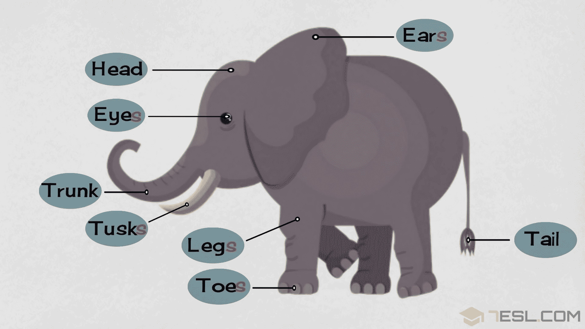 elephant parts