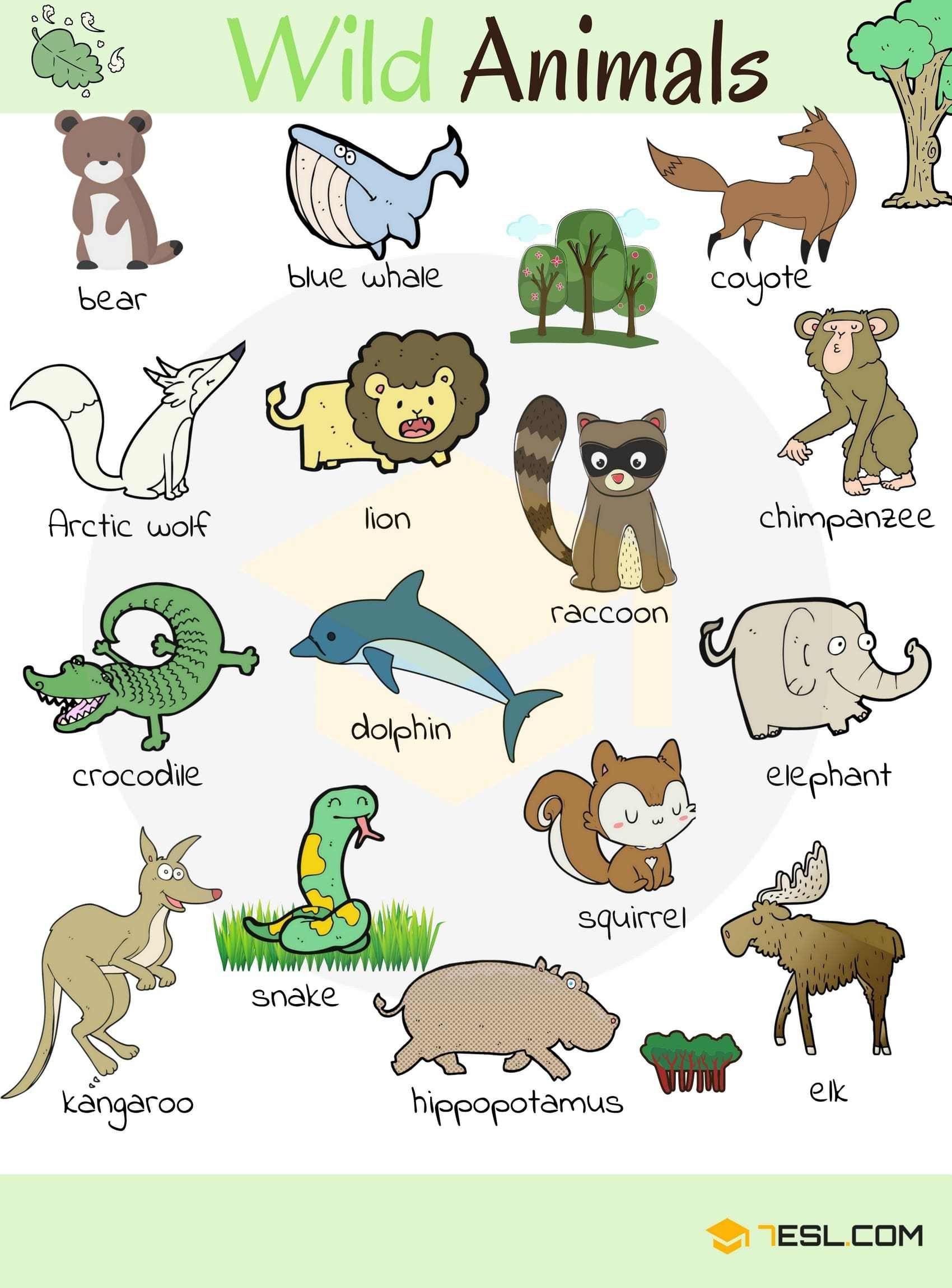 Wild or Domestic Animals Worksheets